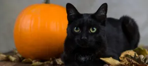 A black cat with a pumpkin. 